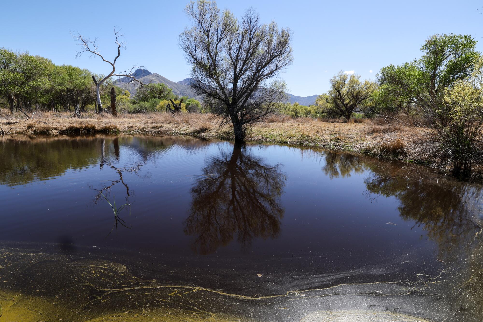 A tree grows at the edge of a body of standing water, with a mountainous landscape as a backdrop