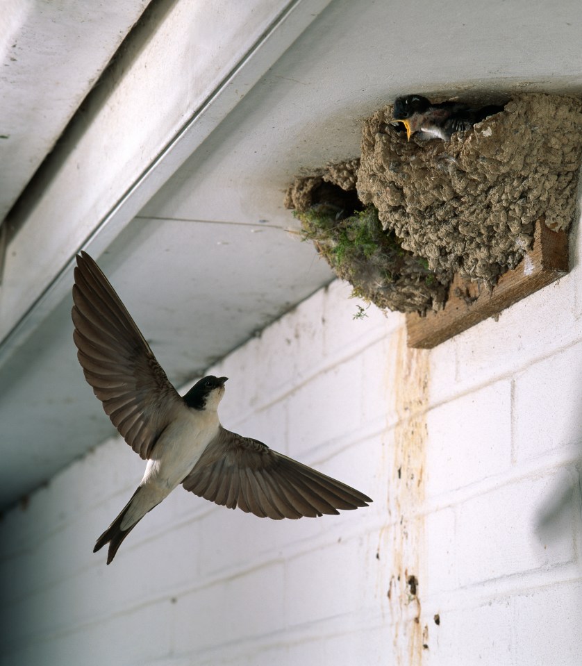 Seeing a birds nets inside a house is an instant turn off