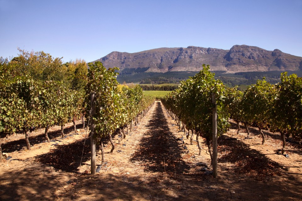 The winter sun city is known for its hot winters and amazing vineyards