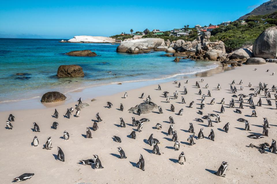 Penguins on Boulder Bay are one of the popular attractions