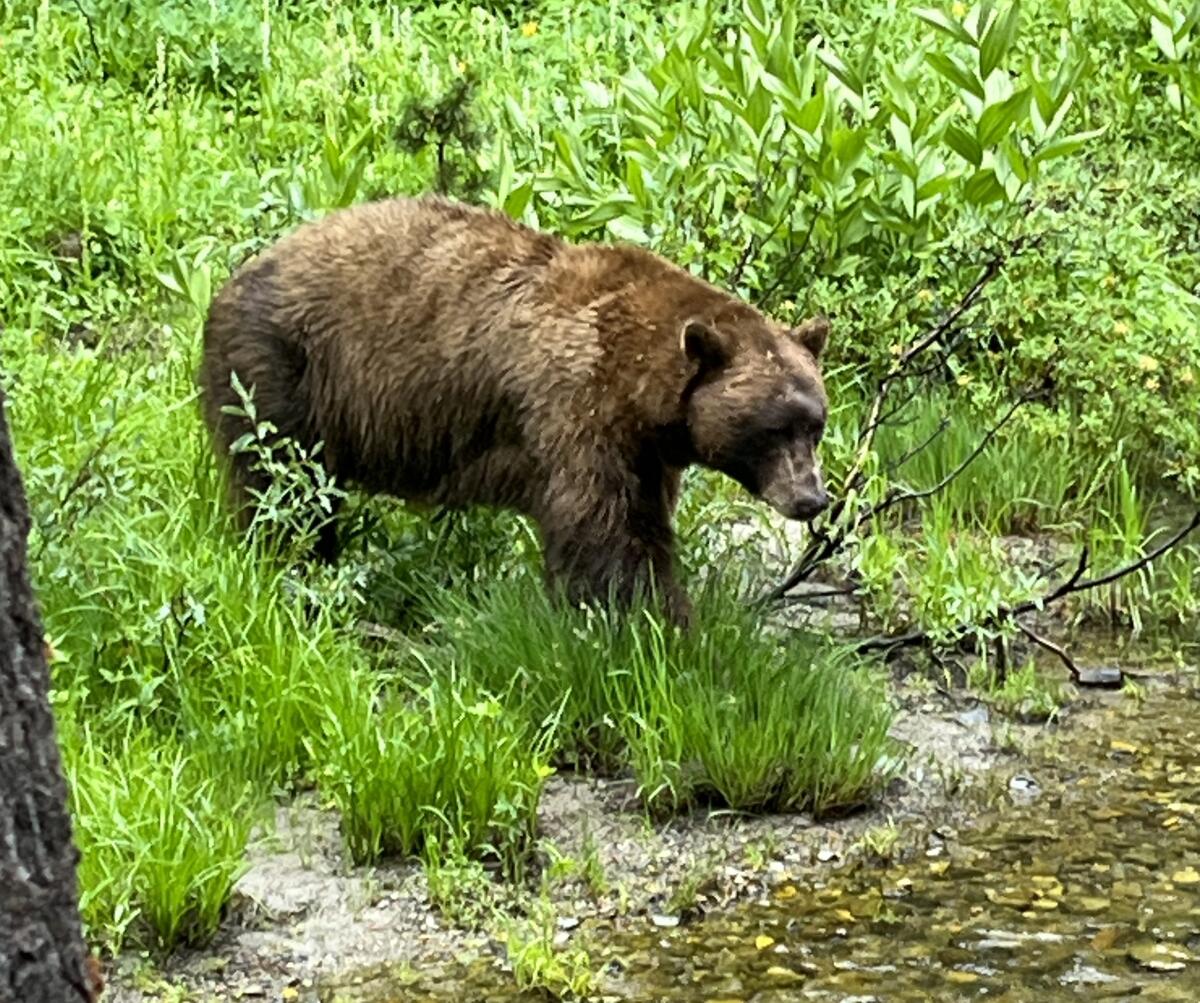 A 500-pound bear, nicknamed Victor, regularly visited Mammoth Lakes campgrounds.