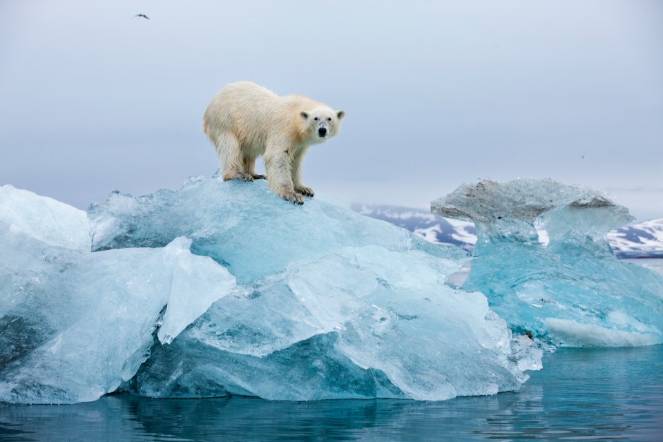 Spitsbergen Island is known for it's polar bear population