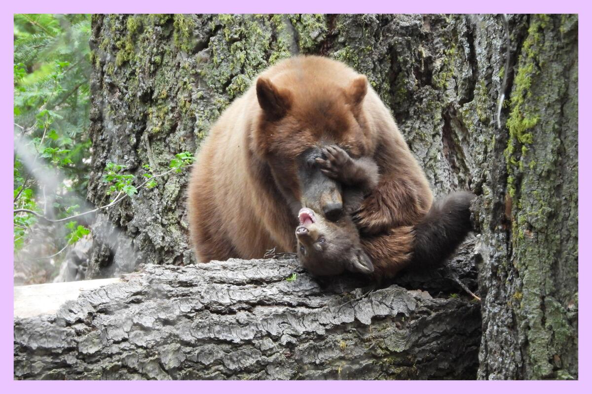 A mama bear and its cub spend time together in a tree. 