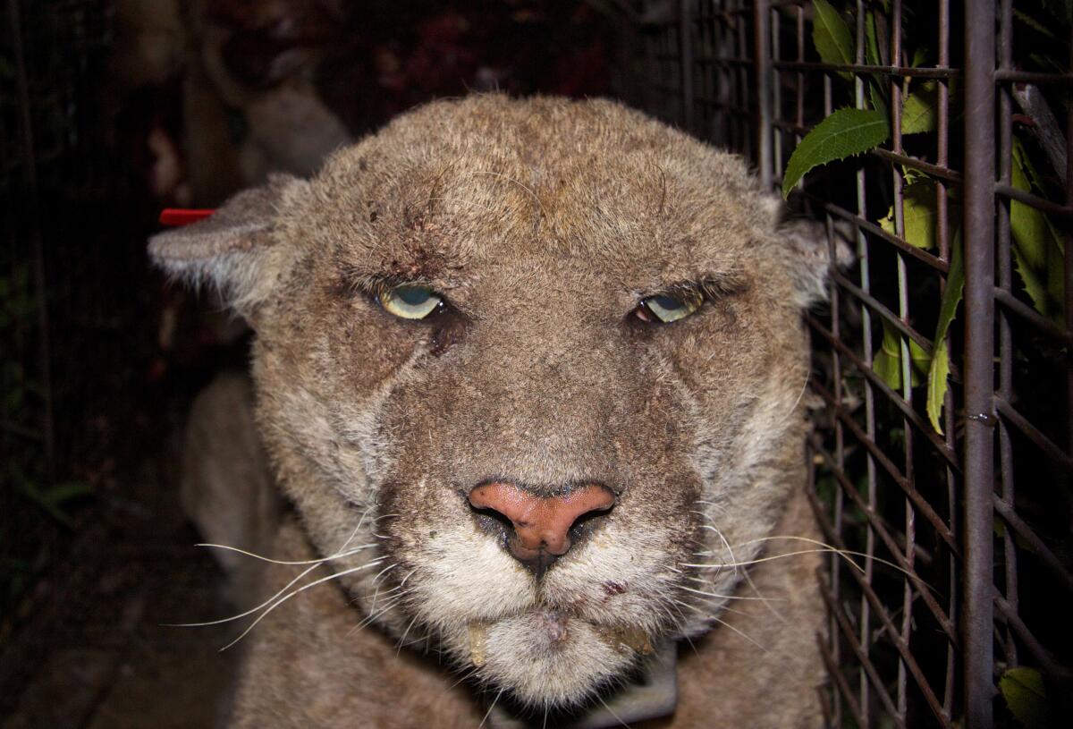 A mountain lion