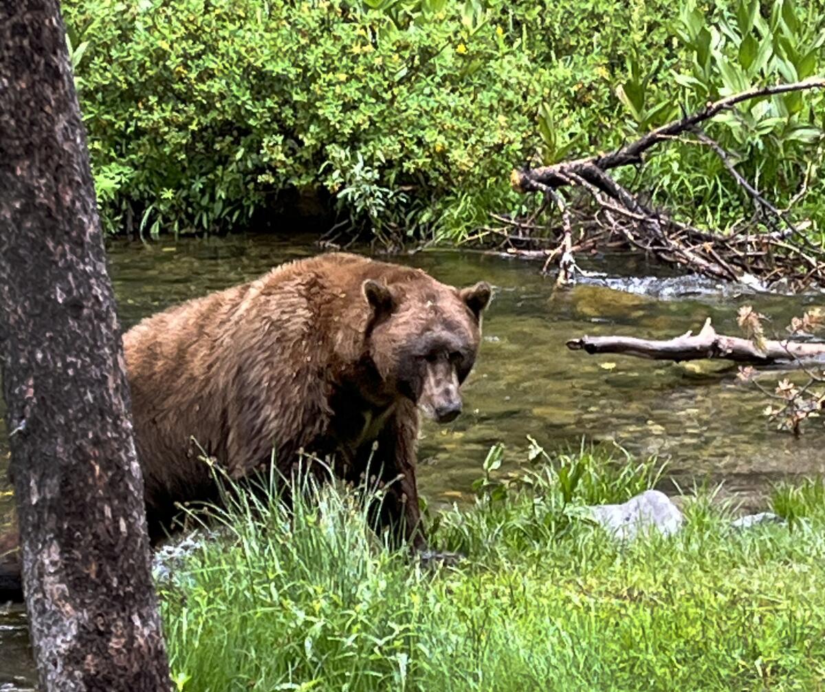 A bear visits a campground.