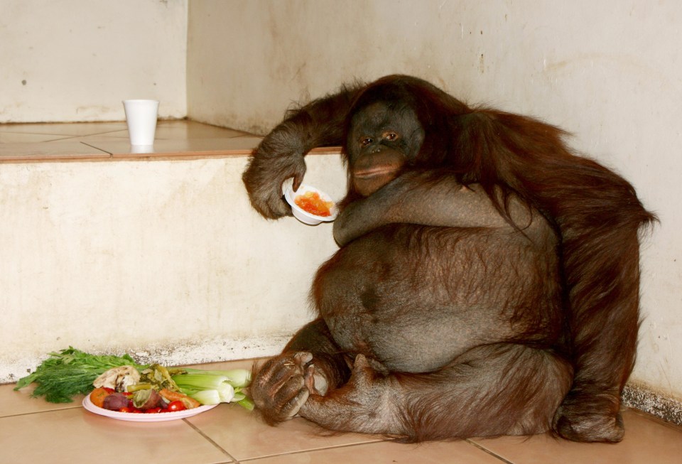 Oshine loved sweets and marshmallows at her old home