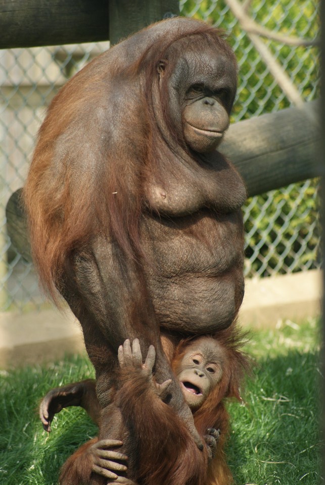 When Oshine first arrived at Monkey World she was morbidly obese