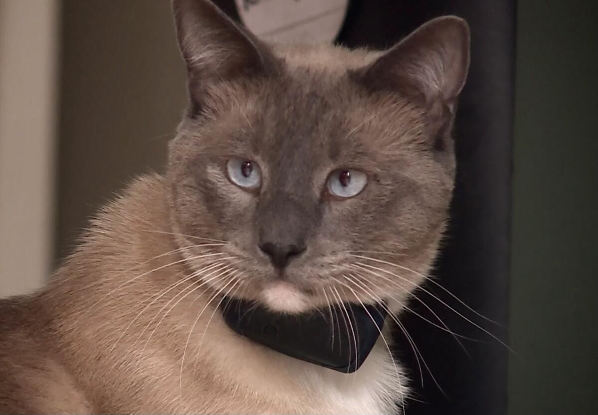 A blue-eyed cat