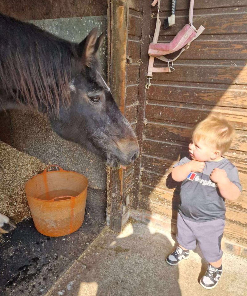 The toddler was pictured admiring a horse around 30 minutes before the horror