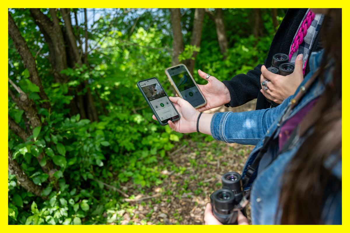 Two folks hold their phones out in a wooded area. Each phone displays a bird with the Merlin Bird ID user-interface.