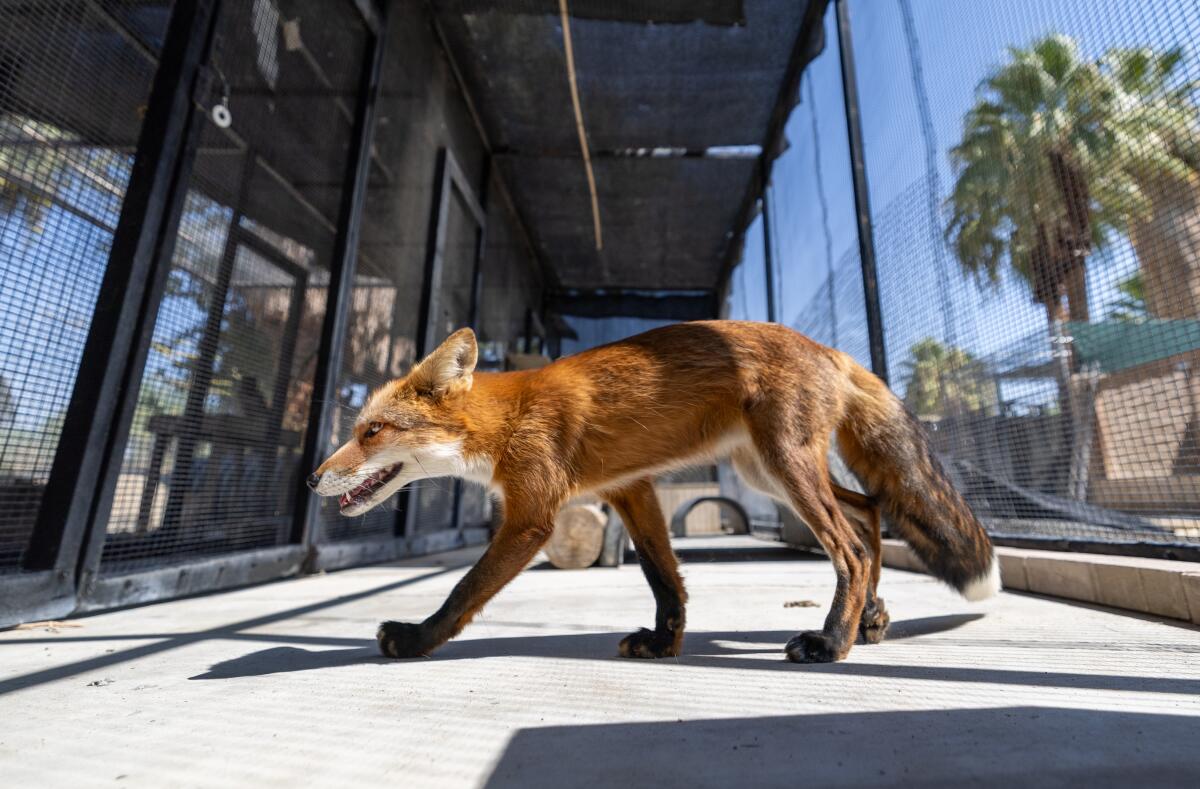 Piper, a red fox, struts in her enclosure.