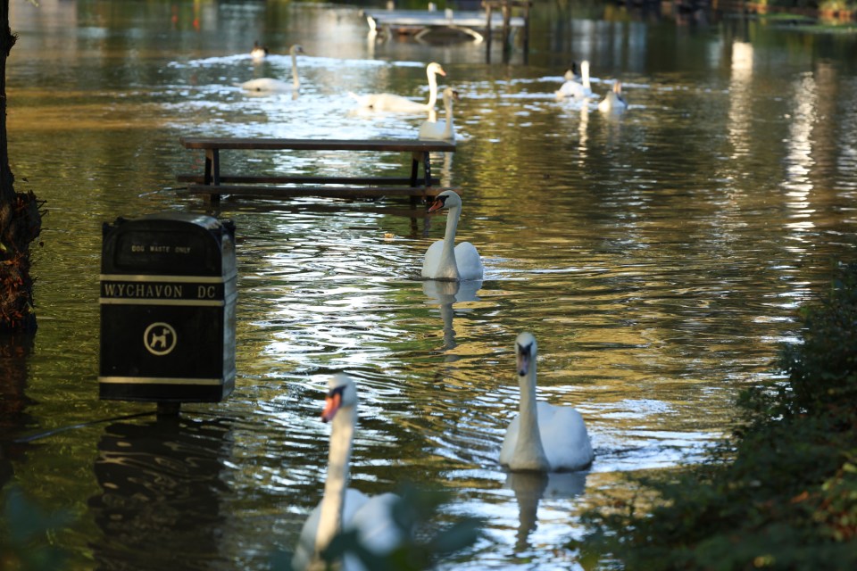 Swans sit on flood water covering a park where the River Avon has broken its banks