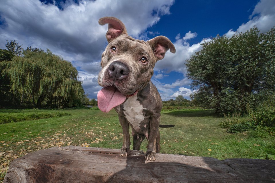 Lonely dog Zara has been treated to a special photoshoot to help her find a forever home