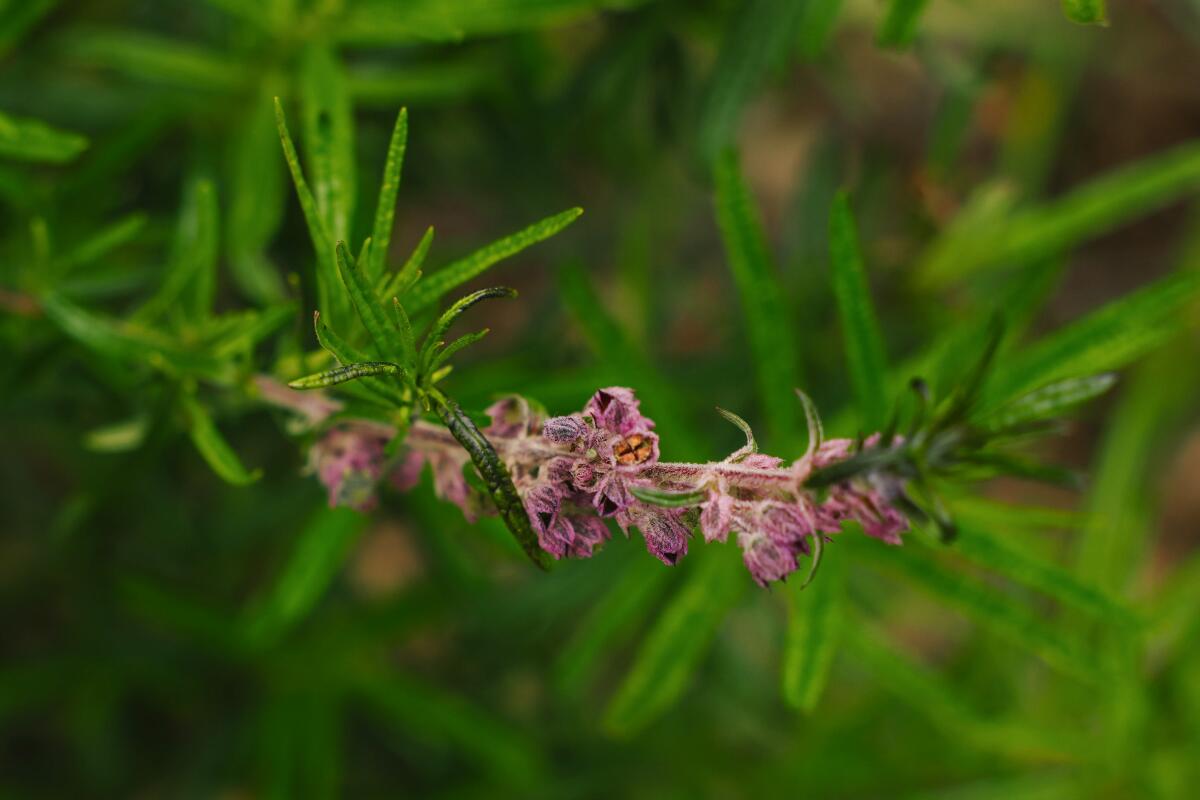 A deep purple bloom at the end of a bright green branch of woolly bluecurls.