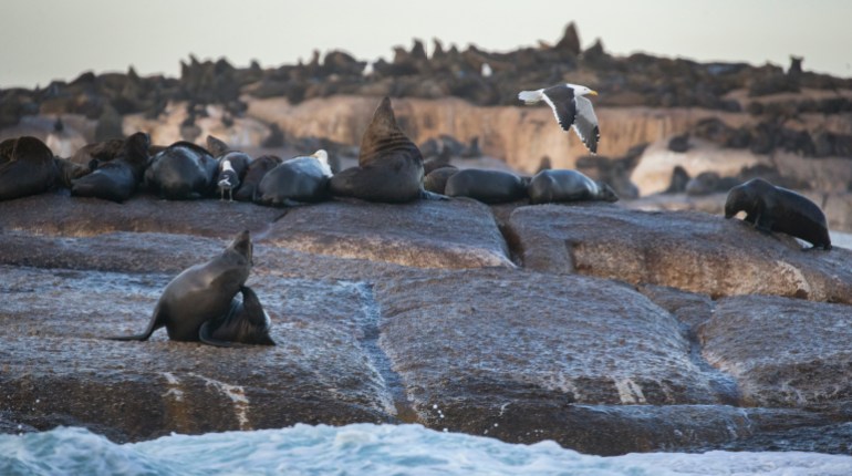 epaselect epa06000325 Seals rest on the rocks of Duiker Island in the Atlantic ocean below the cliffs of the World Heritage site Tabe Mountain National Park in Cape Town, South Africa, 30 May 2017. Duiker Island in Hout Bay is home to about 5,000 seals. EPA/NIC BOTHMA