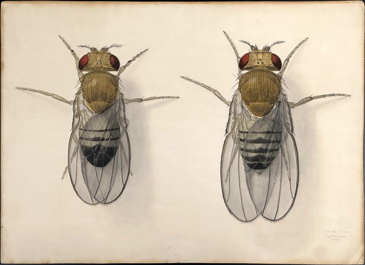 "Drosophila," 1934, Edith M. Wallace. Ink and watercolor on paper. Part of PST Art at Caltech.