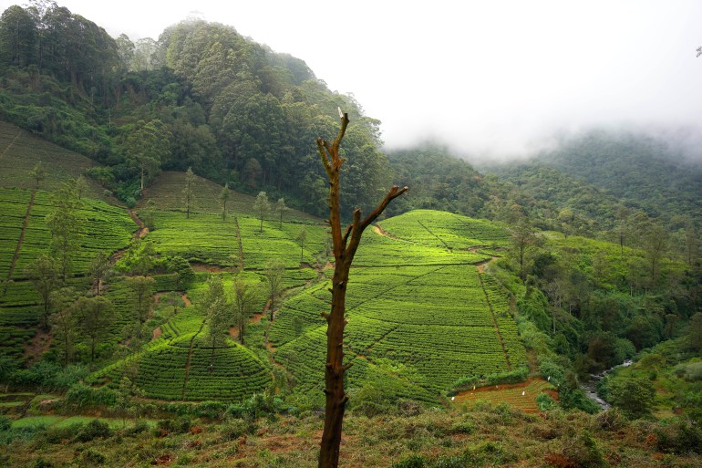 Tea bushes gleam in the afternoon light at a tea plantation in Nanu Oya