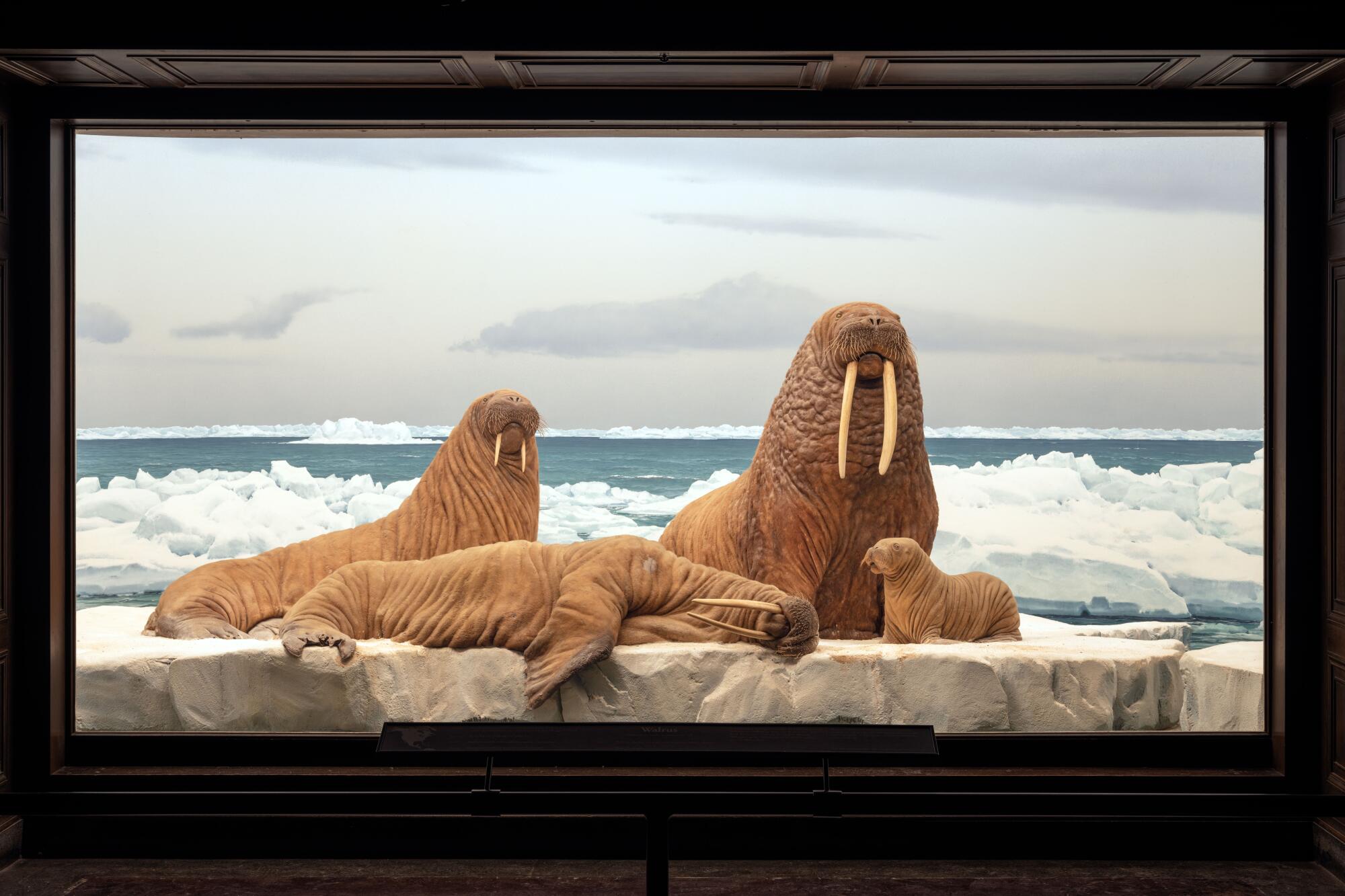 Taxidermed walruses, including a baby walrus and one lying down, on ice with a painted polar background.  