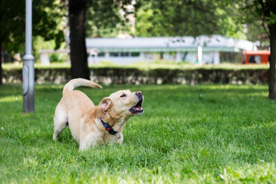 Sean helps a reader with a growling Labrador