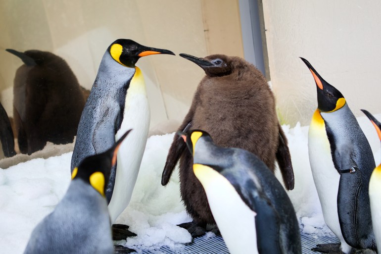 Pesto the penguin [Handout/SEA LIFE Melbourne Aquarium] 