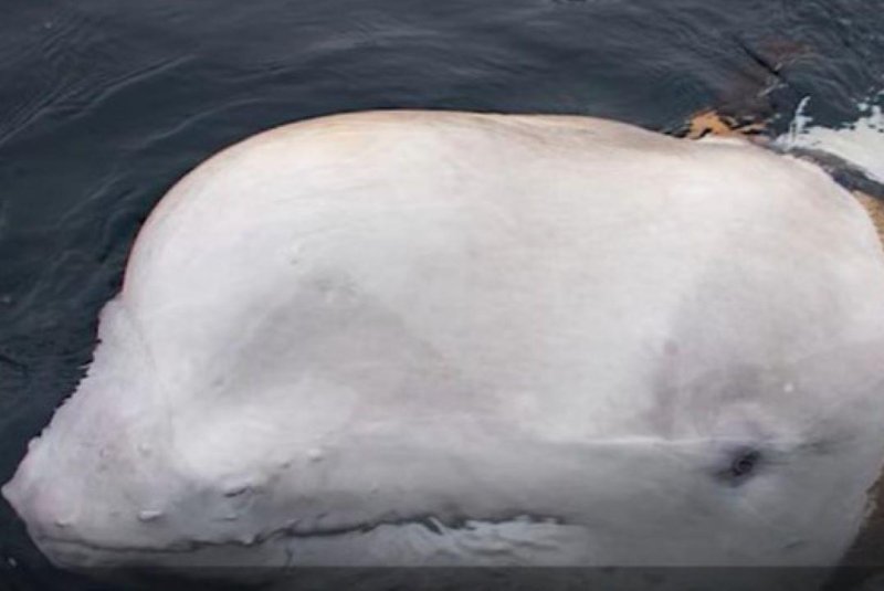 A whale suspected of being trained as a spy by the Russian government was found dead off the Norwegian coast. "Hvaldimir," "Whaledimir" in English, was given the nickname as a play on Russian President Vladimir Putin's name. Photo courtesy of DNAIndia News.