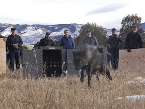 FILE - In this photo provided by Colorado Parks and Wildlife, wildlife officials release five gray wolves onto public land in Grand County, Colo., Monday, Dec. 18, 2023. (Colorado Natural Resources via AP)