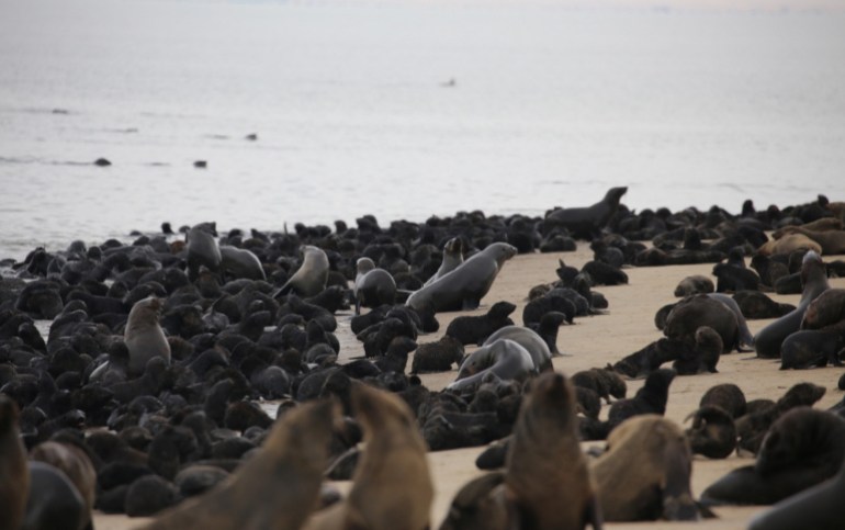 Healthy seals on a Cape Town Beach