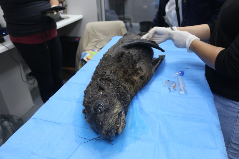 A seal is tested for rabies in May 2024 [Courtesy of Sea Search]