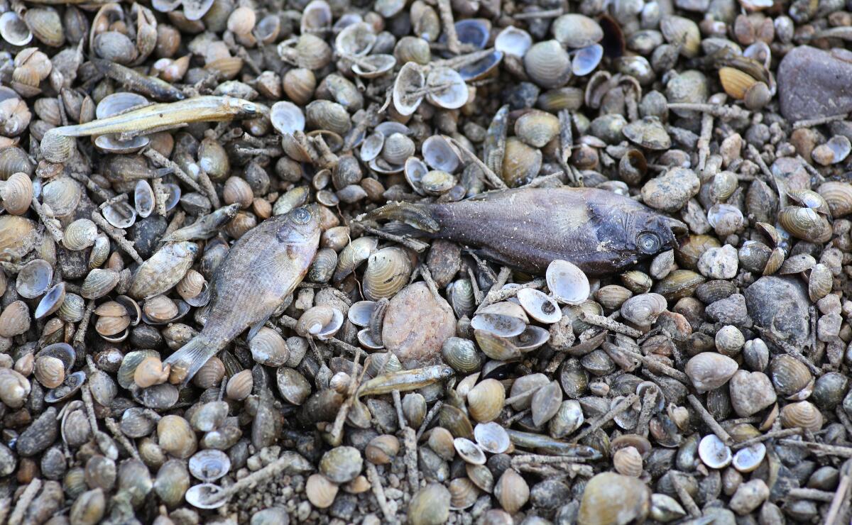 Dead fish lie on the dry bottom of the Kern River in Bakersfield.