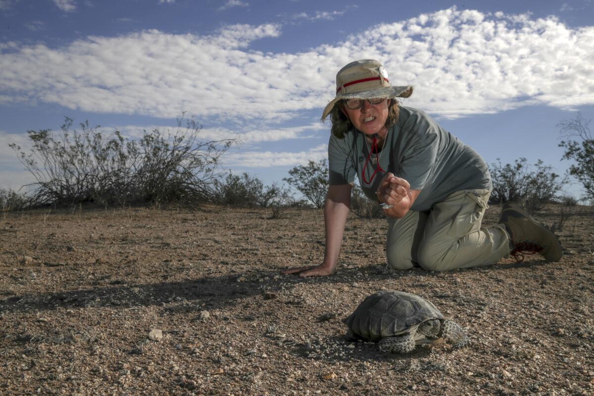 Naturalist Lisa LaVelle checks out a desert tortoise at Desert Tortoise Research Natural Area in California City in 2022.