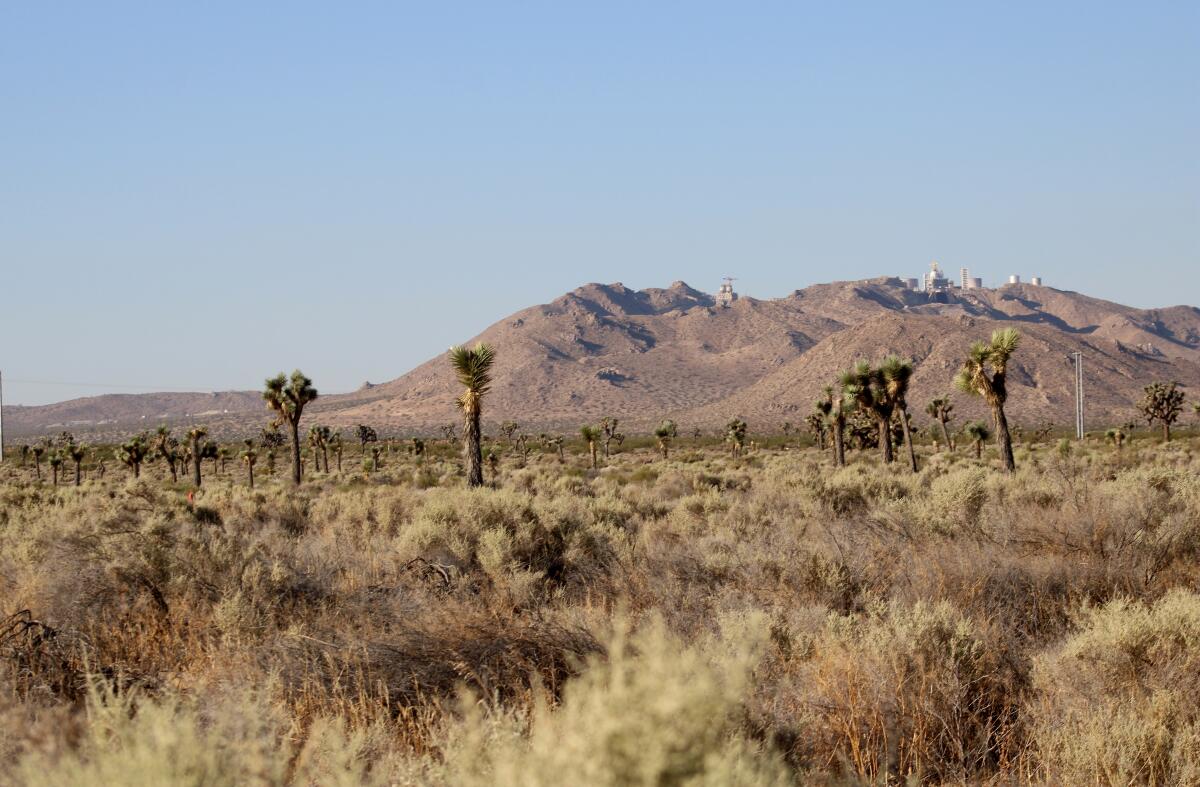 Dozens of Joshua trees are shown across the Mojave Desert landscape.