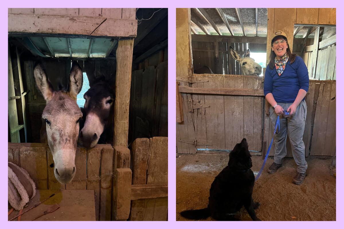 Two donkeys peek out over a wooden gate; Jaclyn and their dog stand next to a donkey.