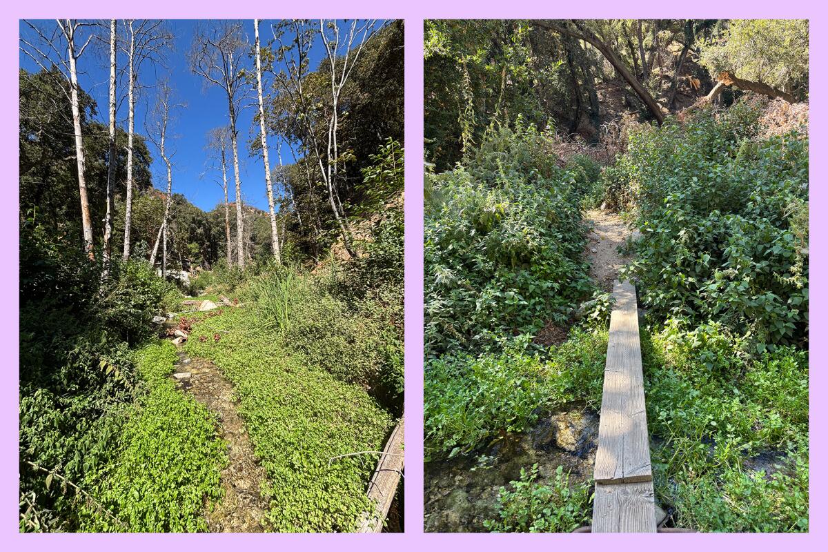 Two leafy areas with a path leading through them.