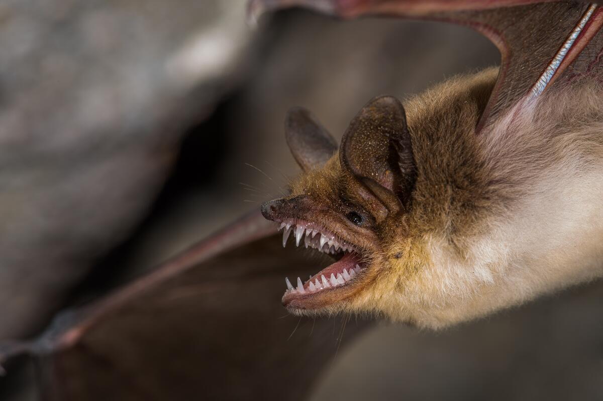 A fish-eating bat, myotis vivesi, found on Isla Partida Norte in Mexico.