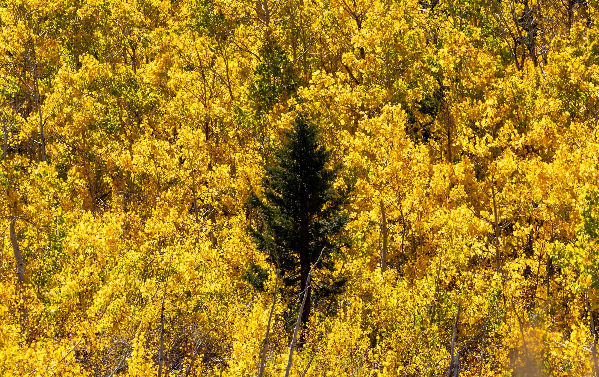 A green pine tree stands in contrast against a slope of golden aspens.