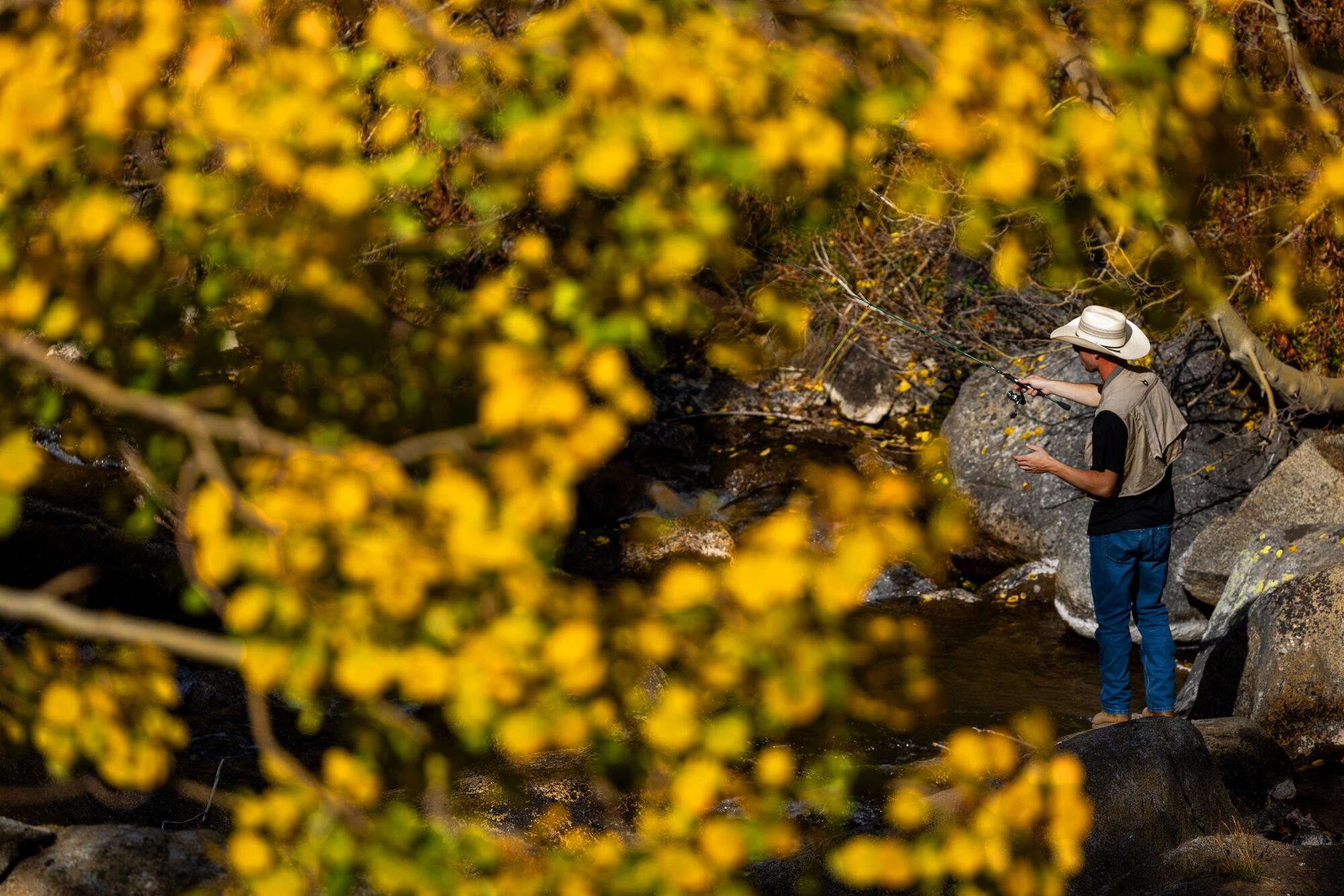 A fisherman, surrounded by golden leaves, casts his line into Bishop Creek.