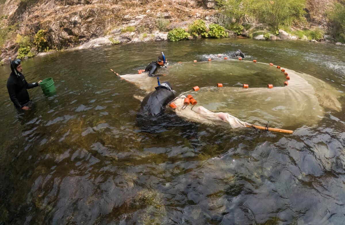 A Karuk Tribe fisheries crew maneuvers a net to capture juvenile Chinook salmon, coho salmon and steelhead trout.