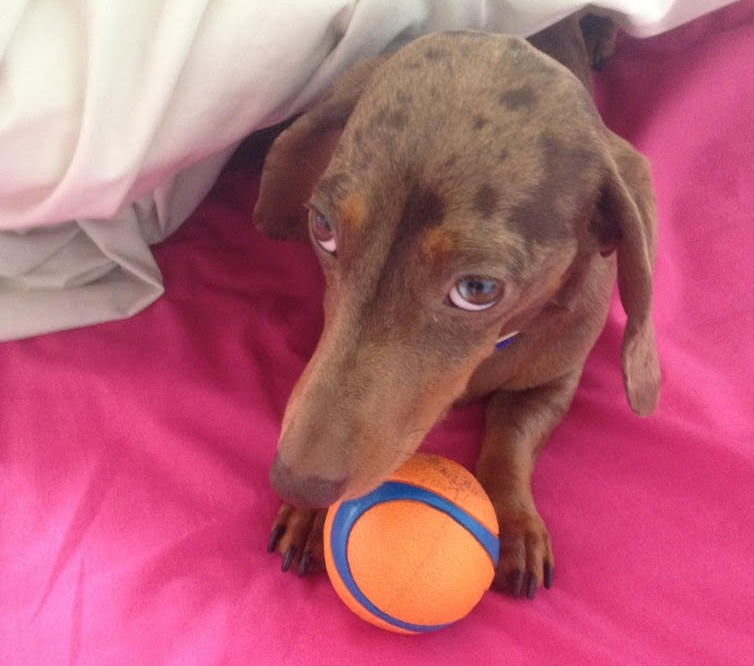 Mischievious and well-loved dachsund Pip is our star of the week