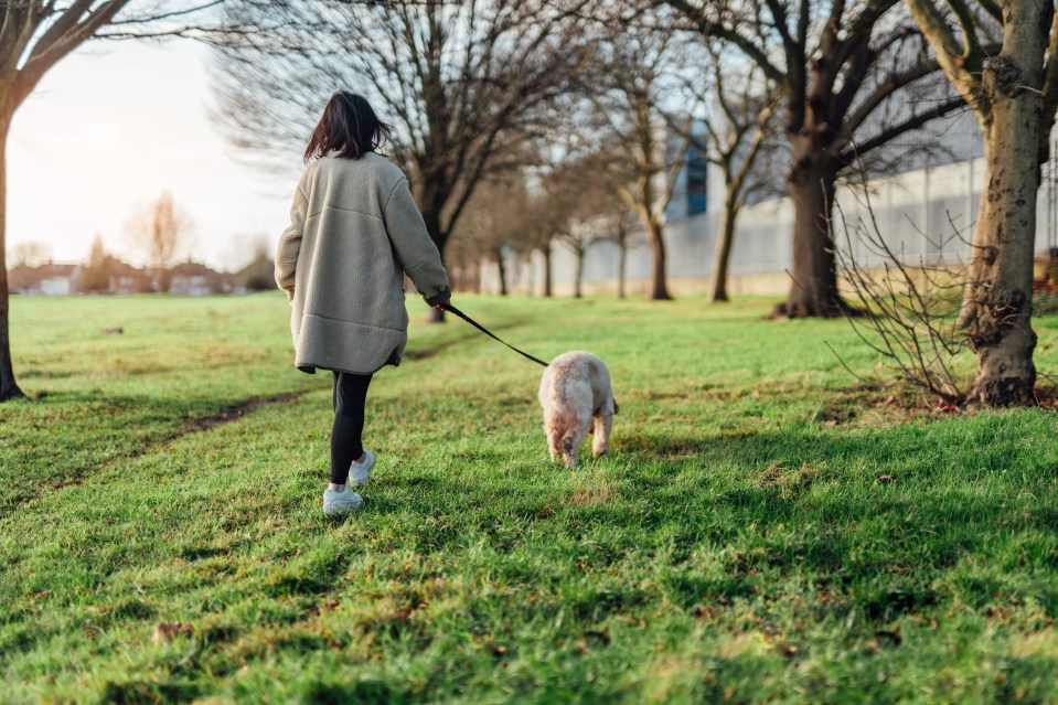 One in  eight of us take other people’s dogs for walkies