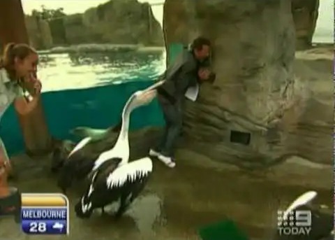 Steve Jacobs was attacked by Marnie the pelican, who pinned him against a wall in 2010