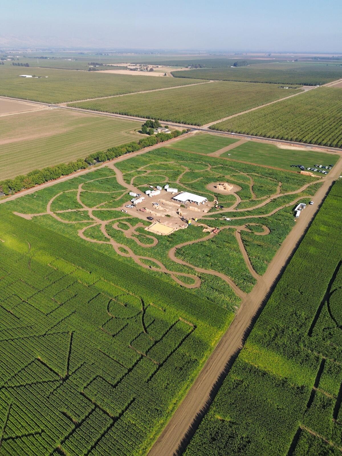 Aerial view of the sinuous corn maze at Cool Patch Pumpkins in Dixon.