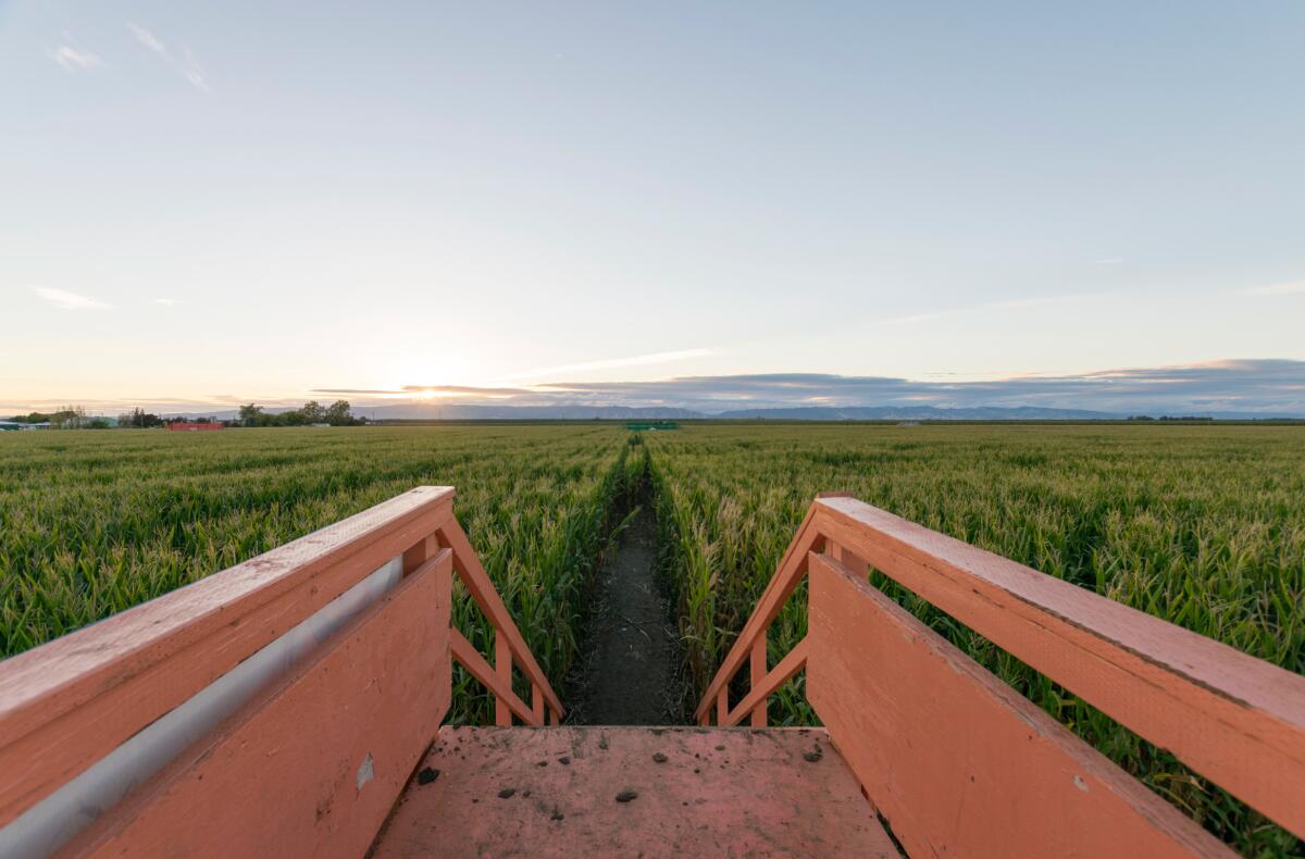 An elevated bridge leads into a corn maze.