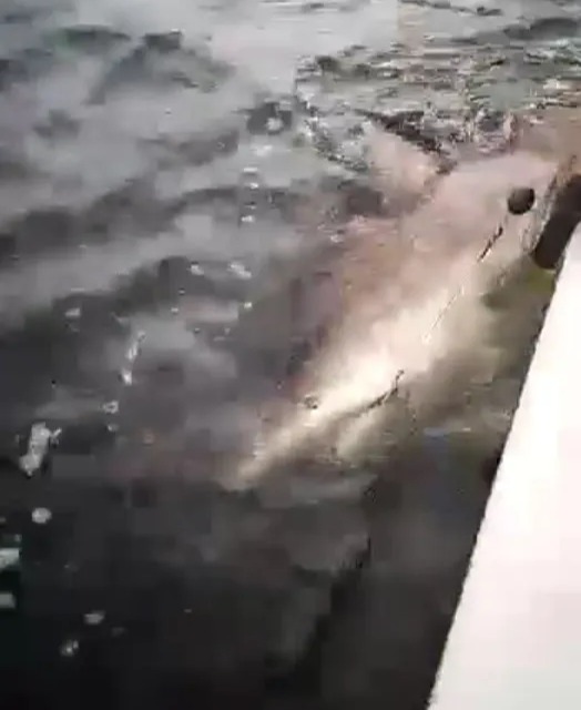 The shark was pulled next to the boat using bait