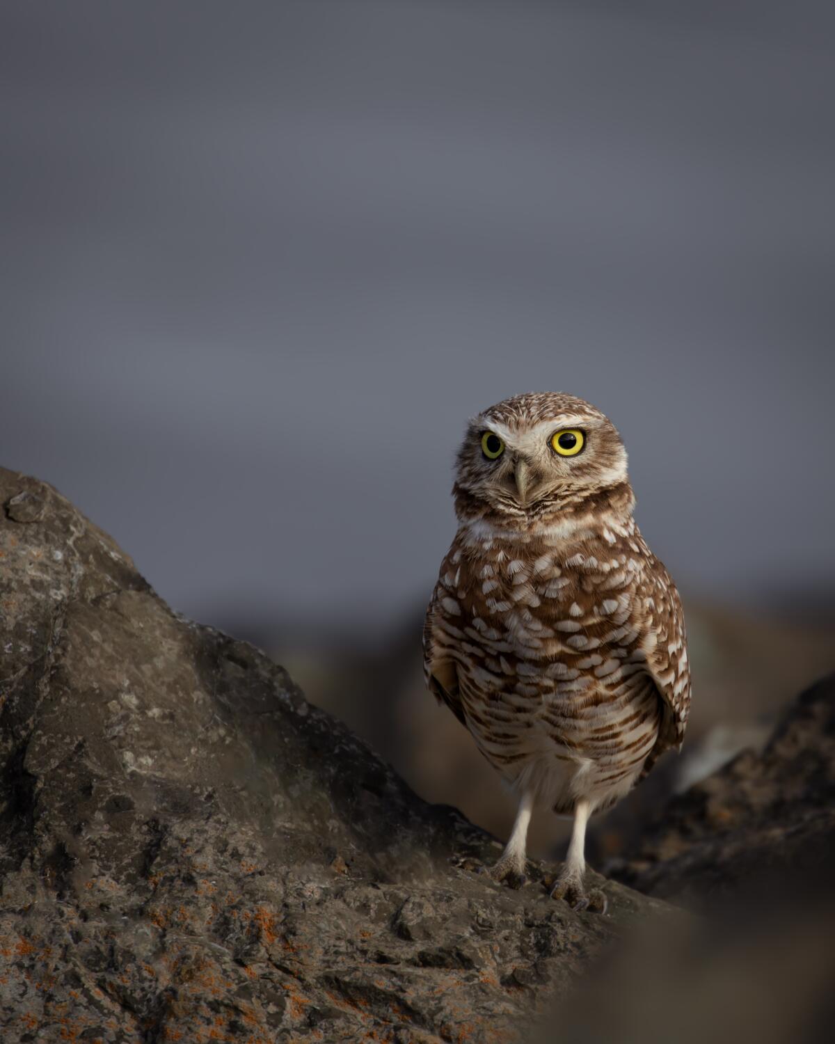 A burrowing owl keeps watch in a busy park in California's Contra Costa County.