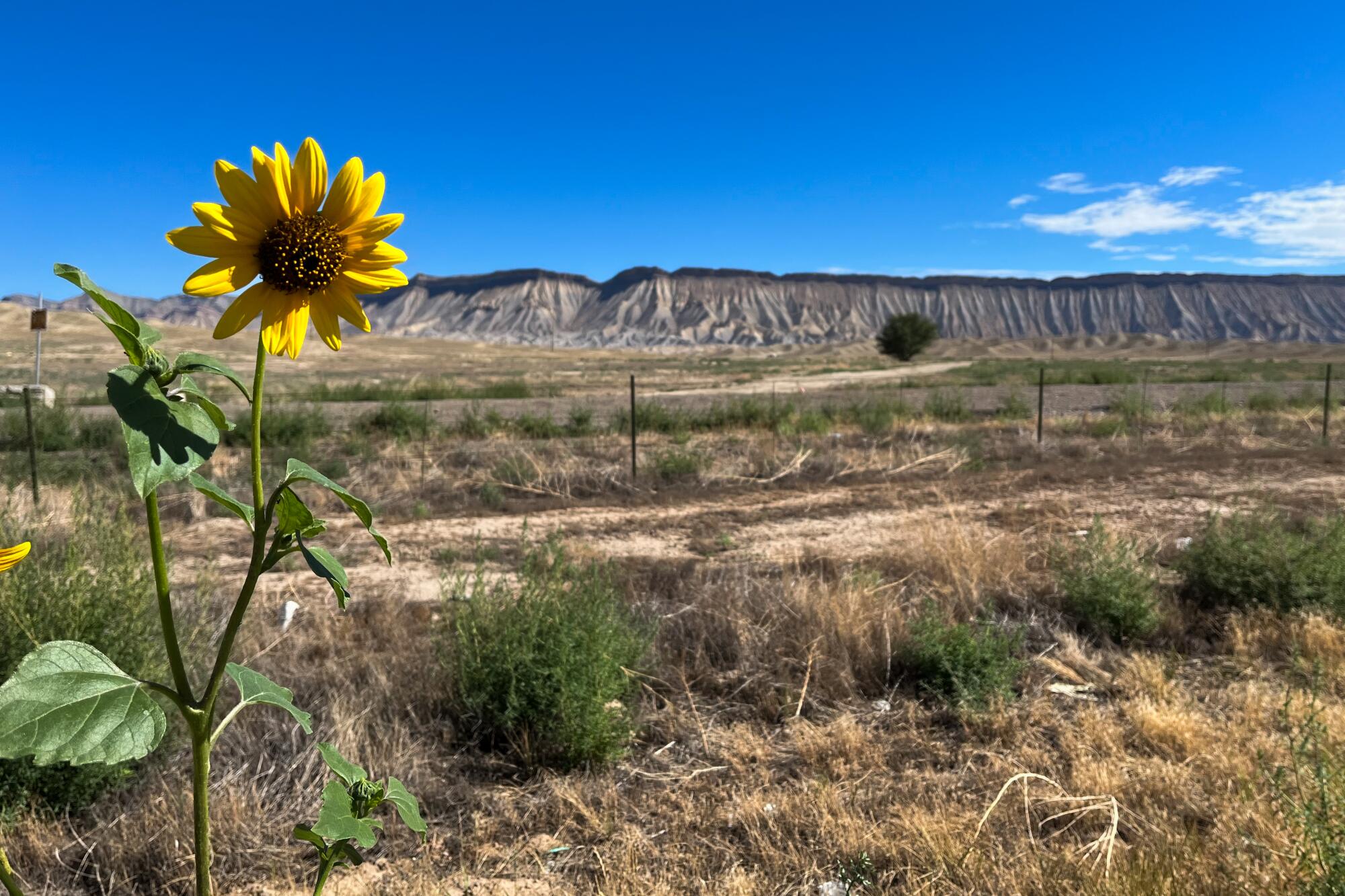 A prairie sunflower on the side of Interstate 70 somewhere in Utah. (Gustavo Arellano / Los Angeles Times)