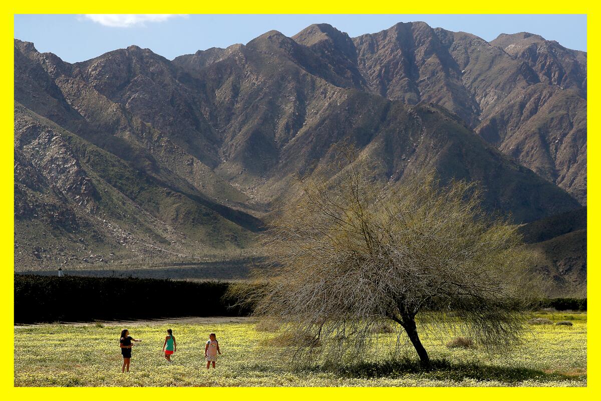 Children play in a field of wildflowers. A lone tree stands next to them and a massive mountain rests in the distance.