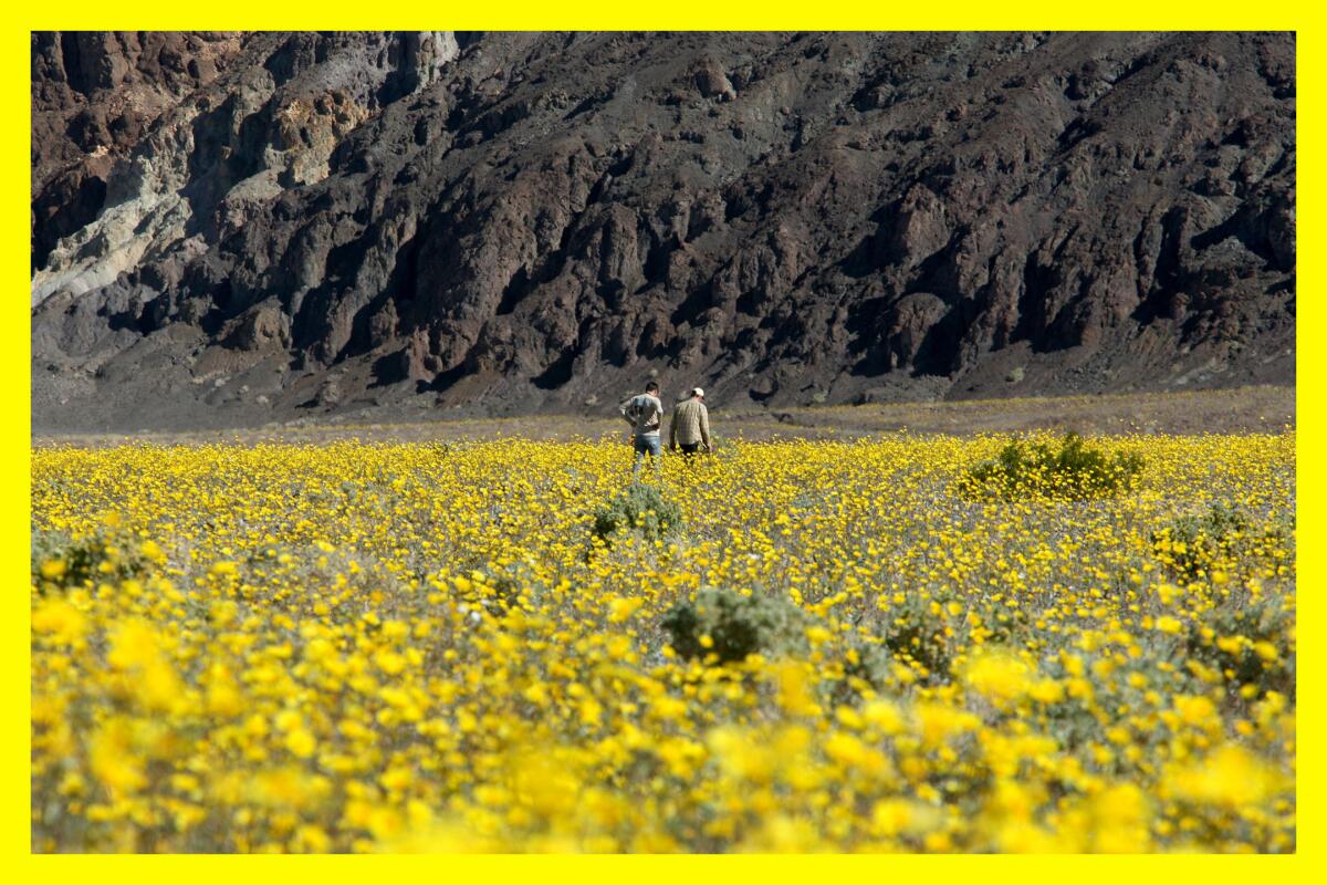 Superbloom at Death Valley National Park