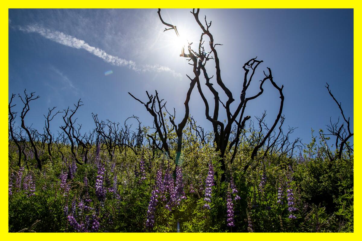 Tall purple flowers bloom amongst bright green plants and the taller, spindly branches of burnt trees.