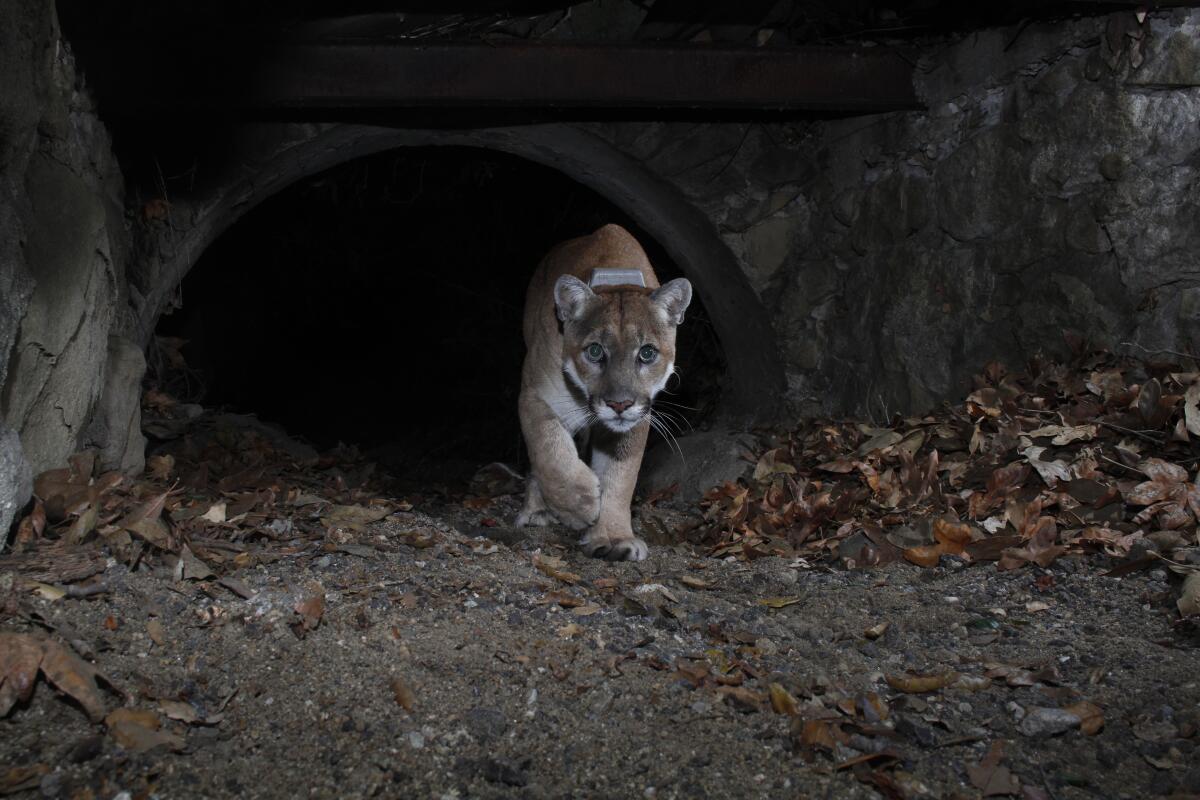 P-22 in Griffith Park