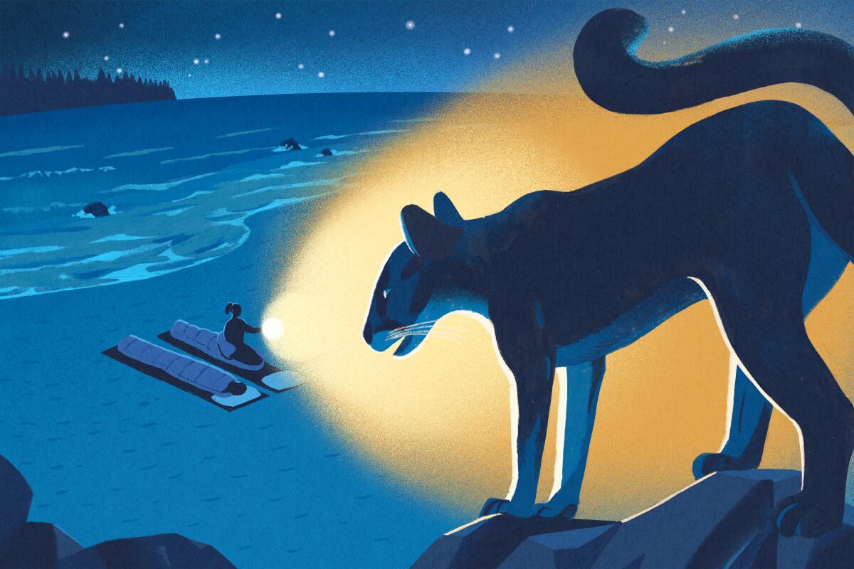 Illustration of a mountain lion looking down on two people camping on the beach shining a flashlight